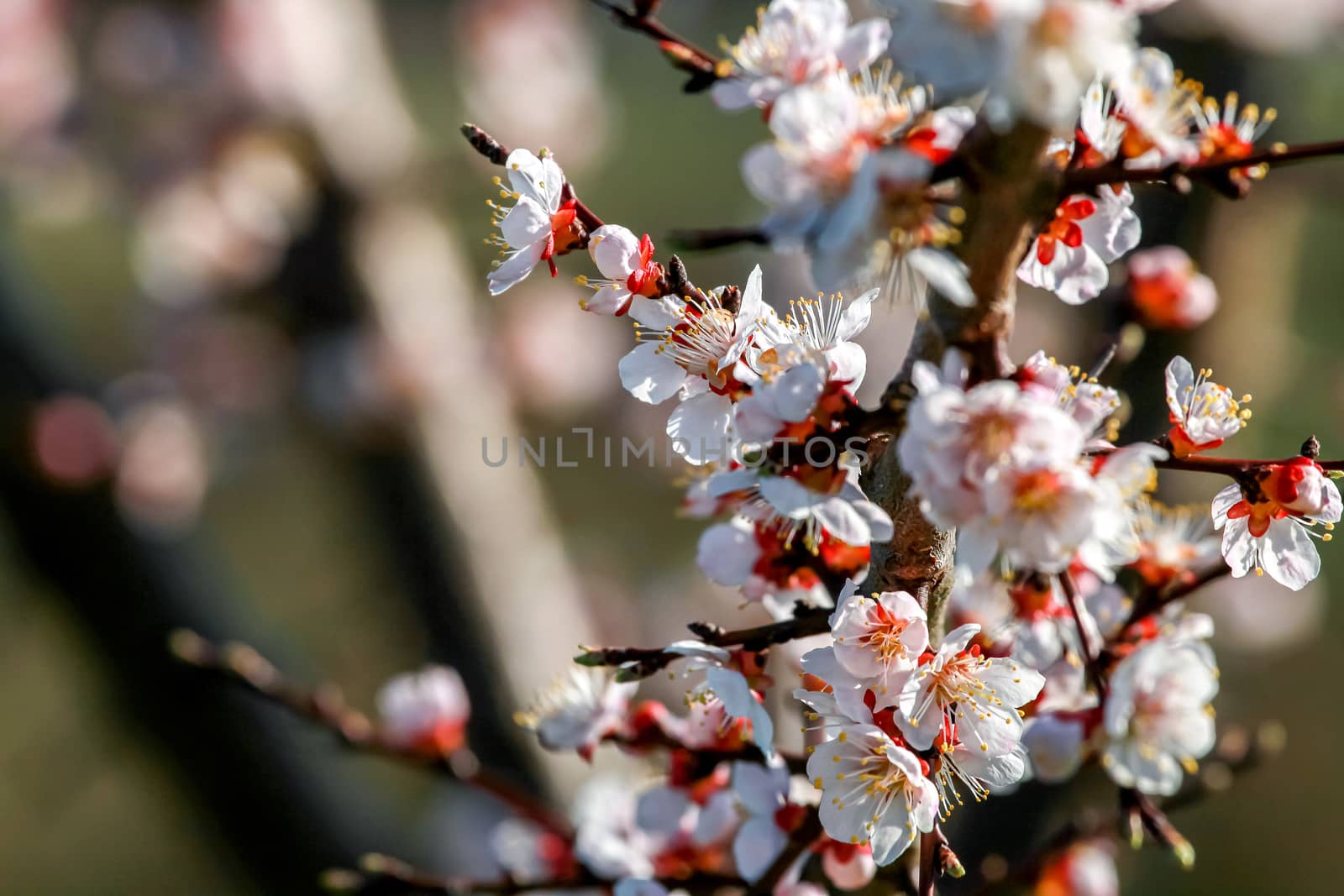 Blooming apricot tree in spring time. Blossoming apricot flowers. Flowering apricot tree in Latvia. Apricot tree flowers in spring time.