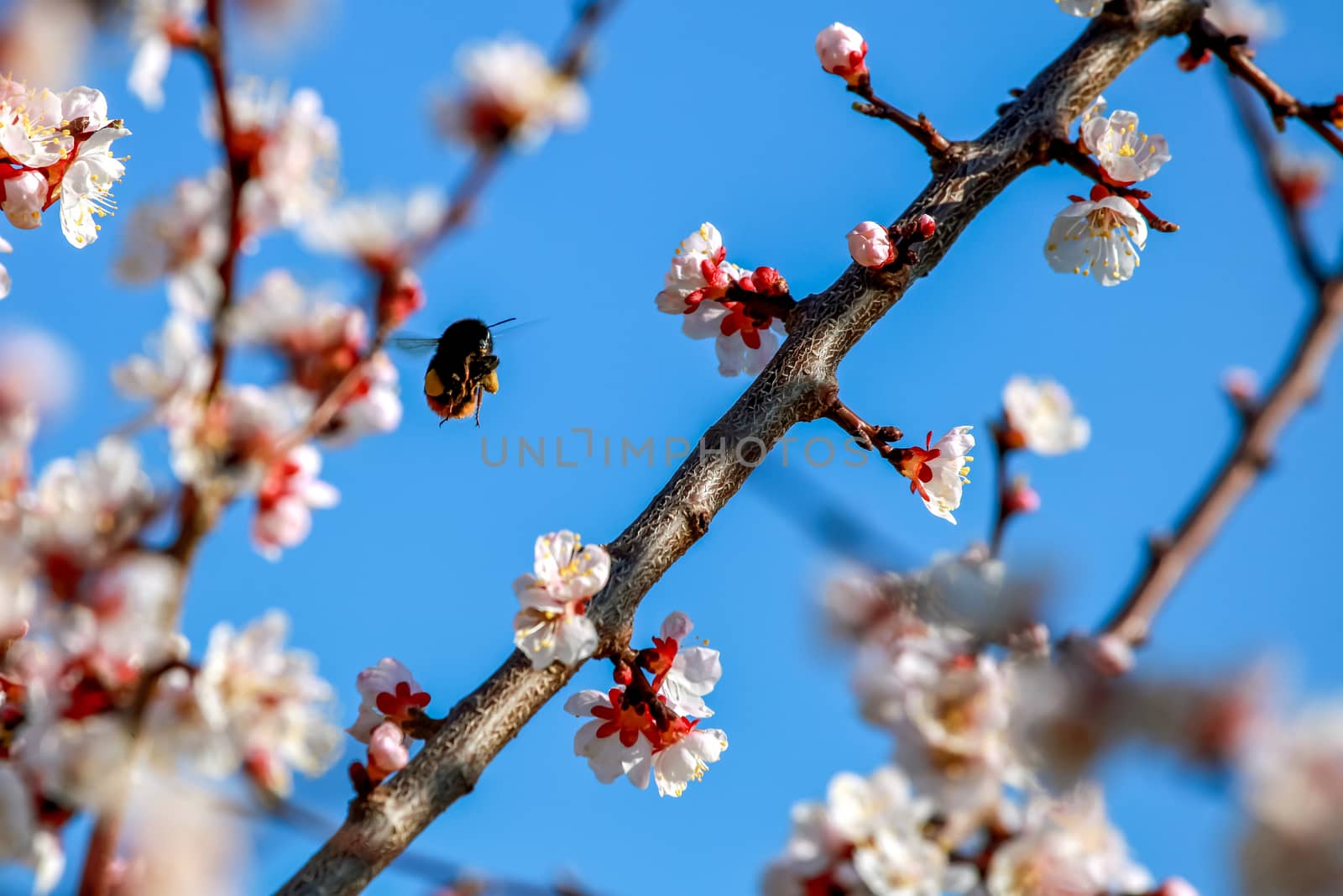 Blooming apricot tree in spring time. Blossoming apricot flowers. Flowering apricot tree in Latvia; Apricot flowers on the background of blue sky. Bumble in apricot blossoms. Apricot tree flowers in spring time.