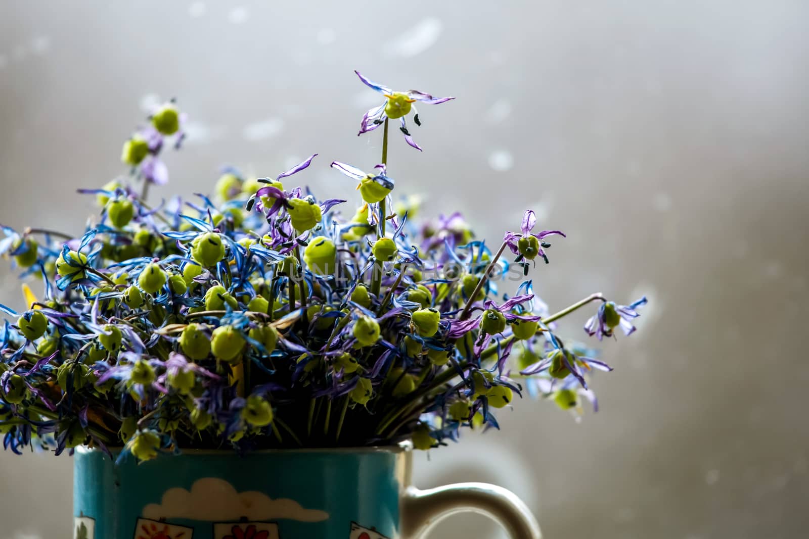Wilted blue anemones in mug in window light. Mug with withered anemones. Flowers at the window. Withered anemones on gray background.