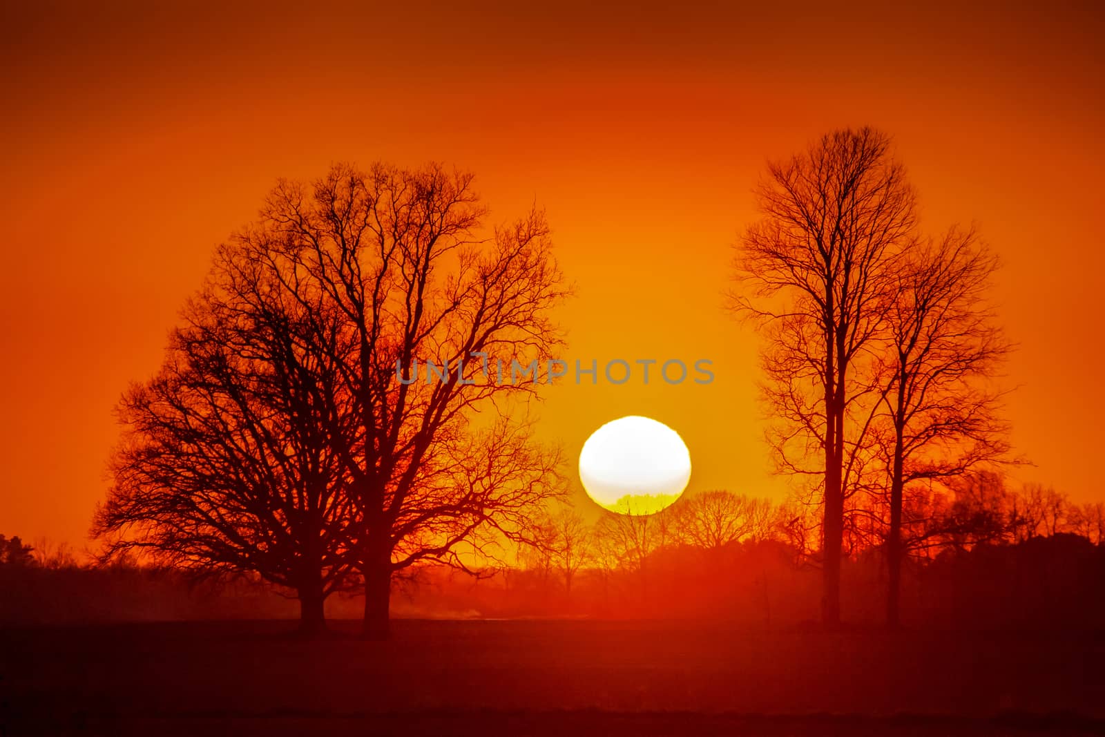 Silhouette of trees in sunset. Trees at sunset. Beautiful spring landscape in Latvia. Beautiful landcape of trees with sunset twilight background. Red orange light on sunset sky over the trees. 