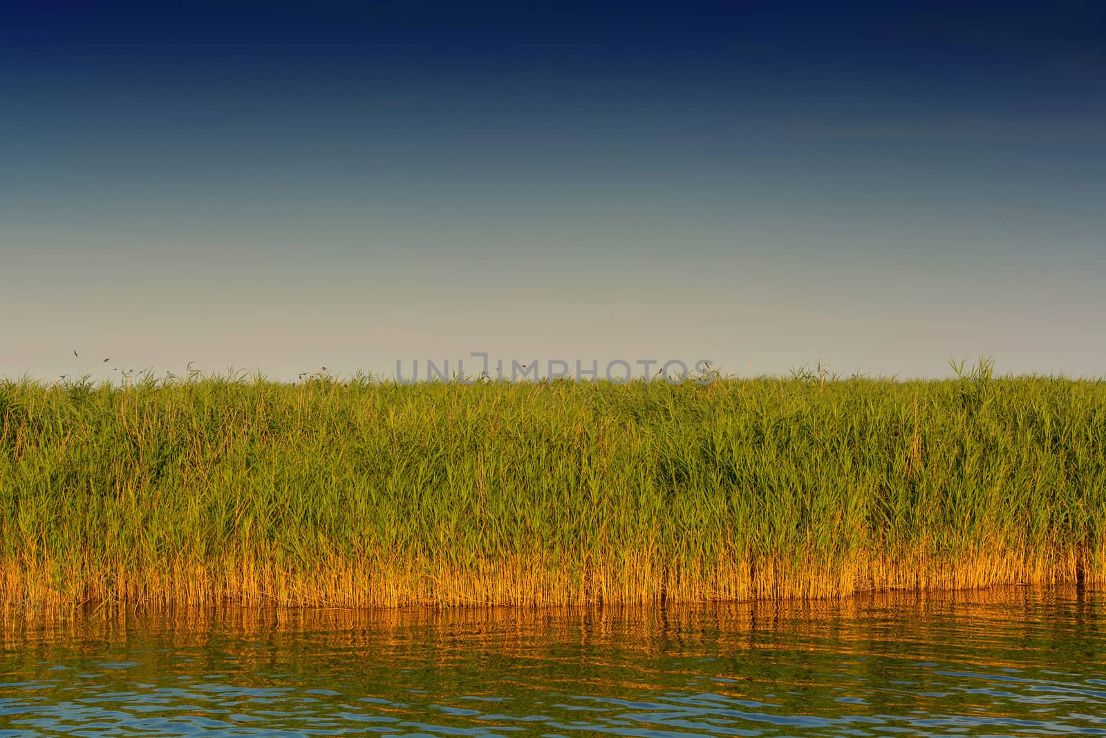 National Park Vorpommersche Boddenlandschaft on Fischland at the Baltic resort Ahrenshoop in Germany