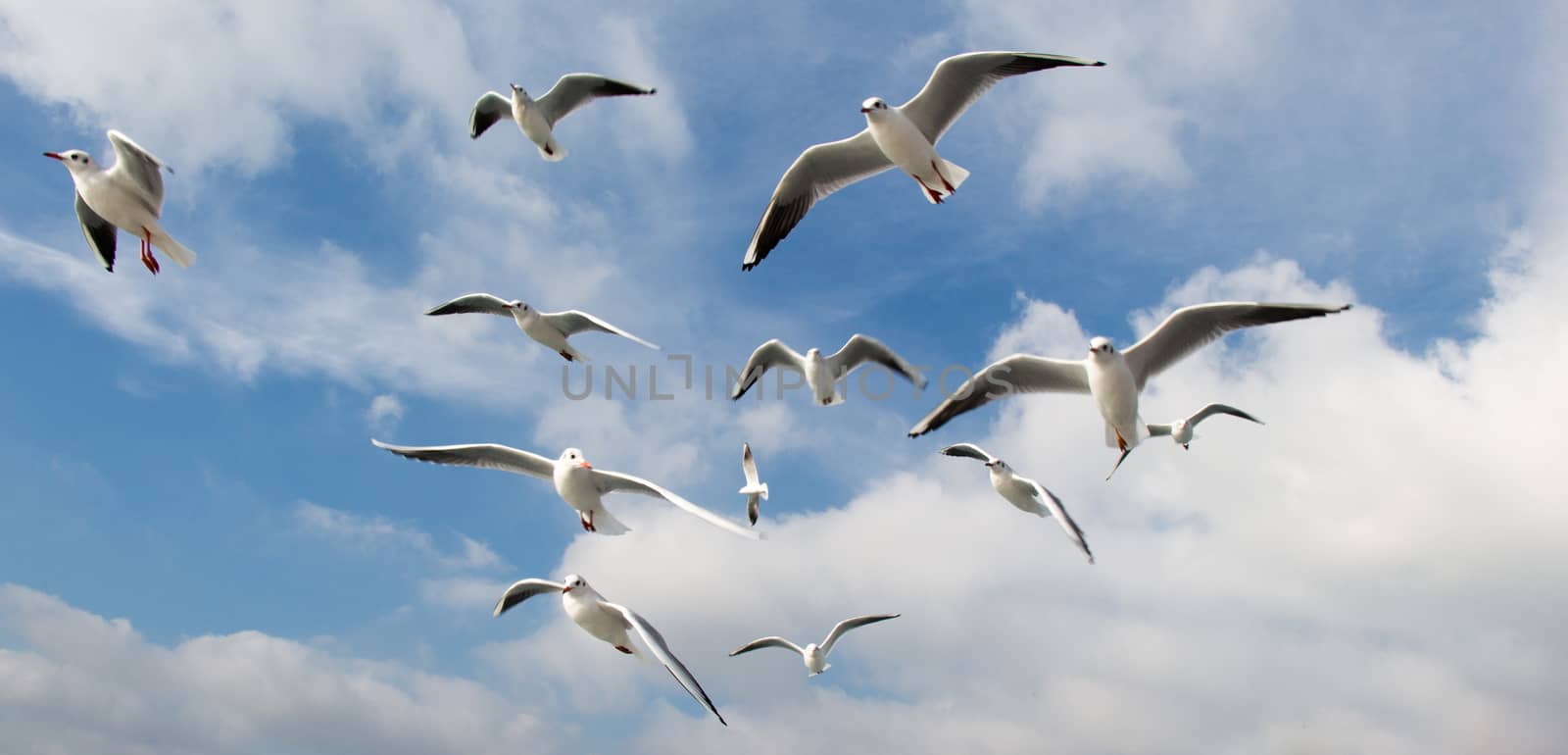 Pigeons fly in sky over the sea in Istanbul in  the urban environment
