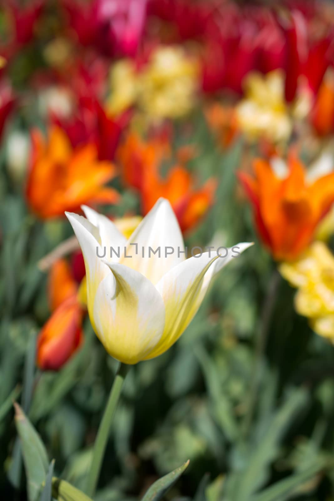 Various color tulip flowers bloom in spring the garden