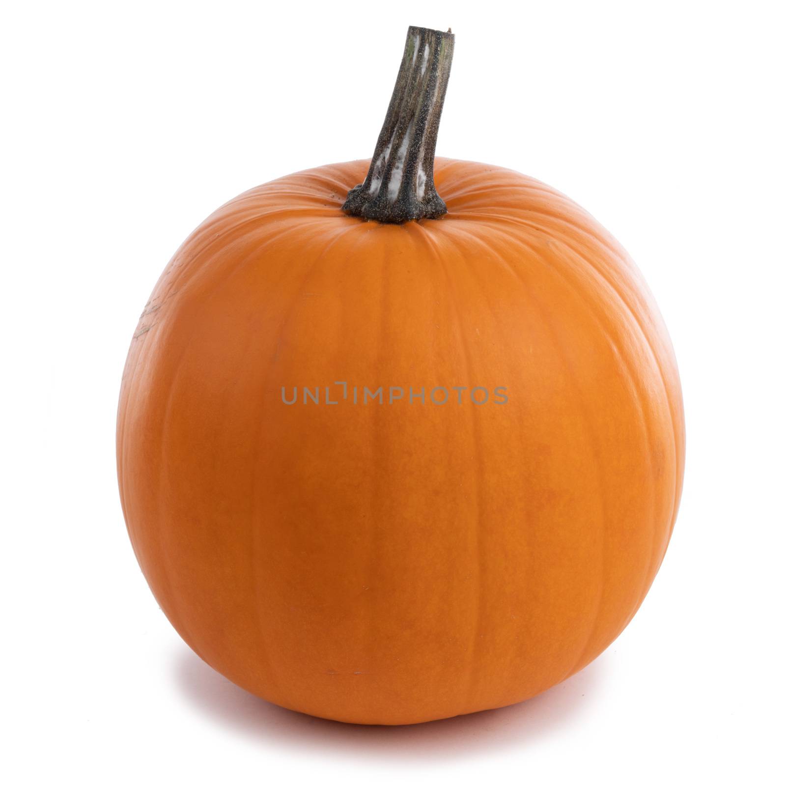 One perfect orange pumpkin isolated on white background , Halloween concept