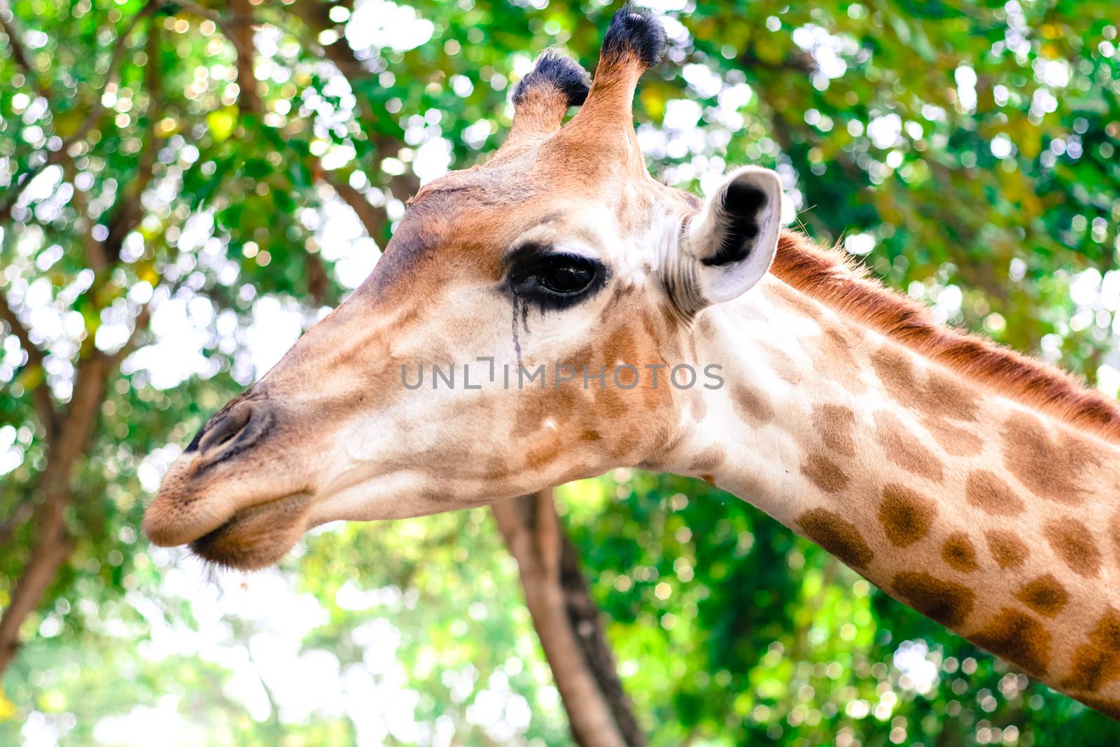 Giraffe eat leaves