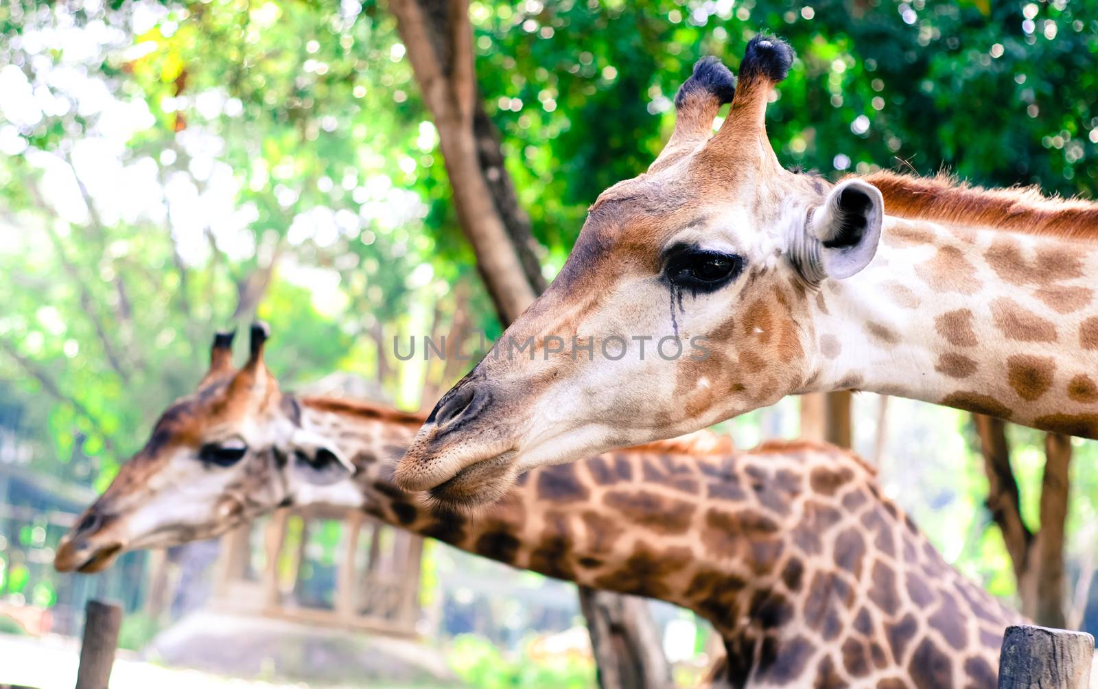 Giraffe eat leaves. by peandben