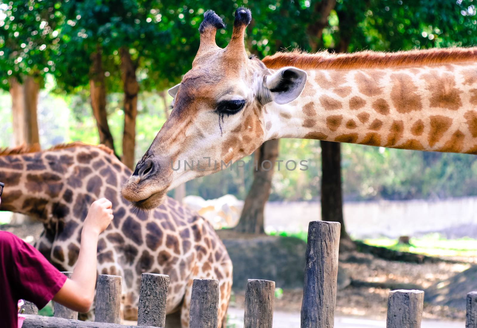 Giraffe eat leaves