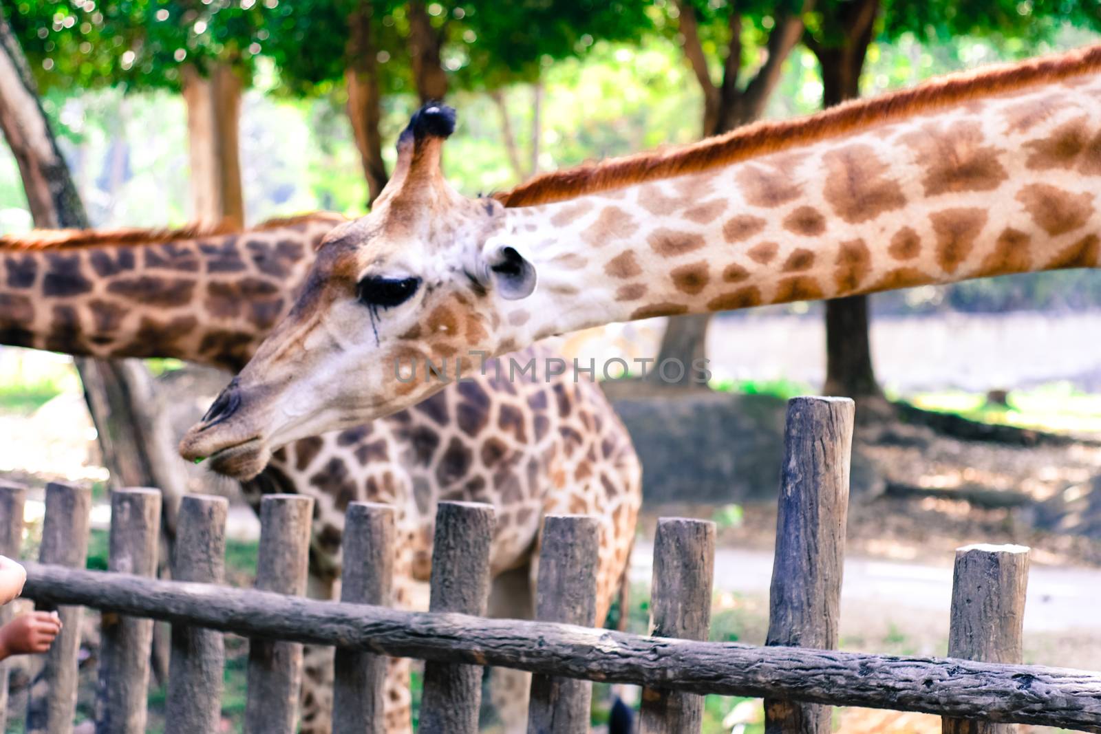 Giraffe eat leaves. by peandben