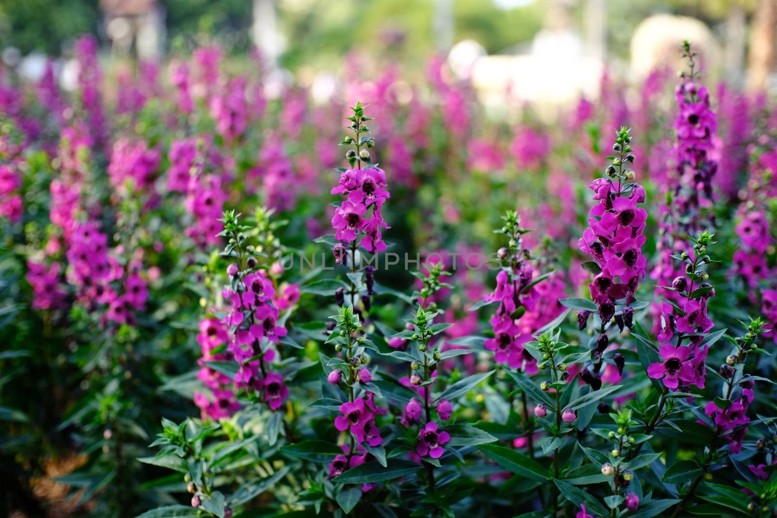 Beautiful nature Pinks flower  in nature garden. by peandben