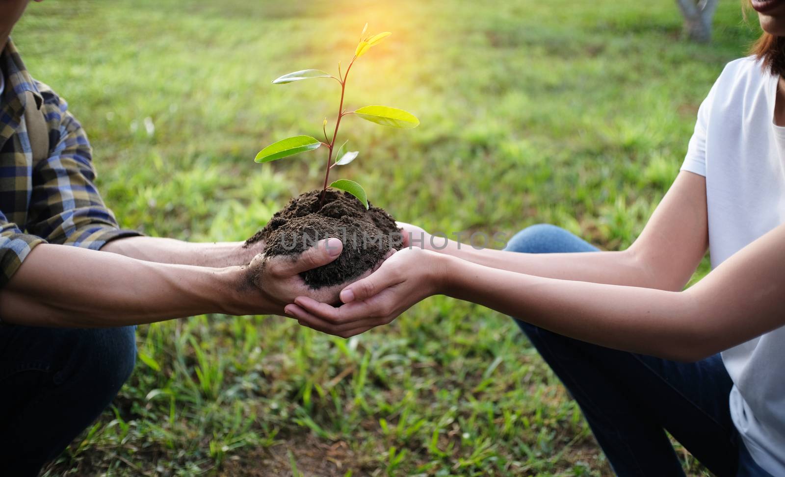 Two hands holding together young of a tree by peandben