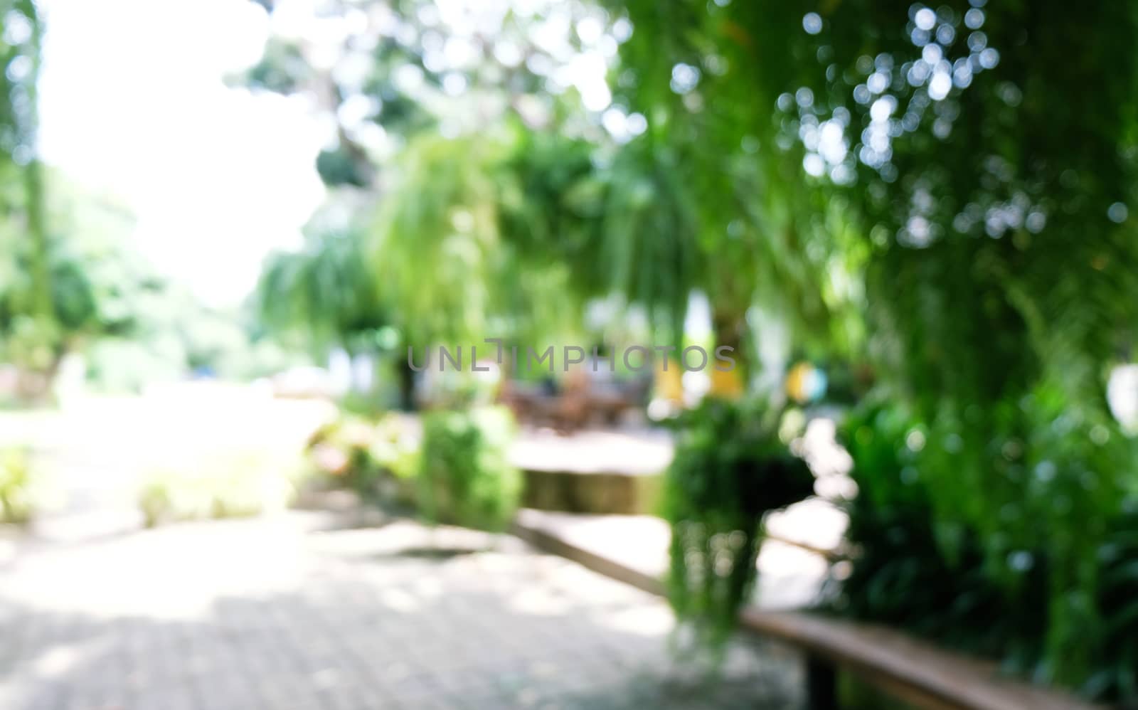 Blurred beautiful nature background blurry of leaf bokeh forest. garden and park with sunlight, use for background with perspective