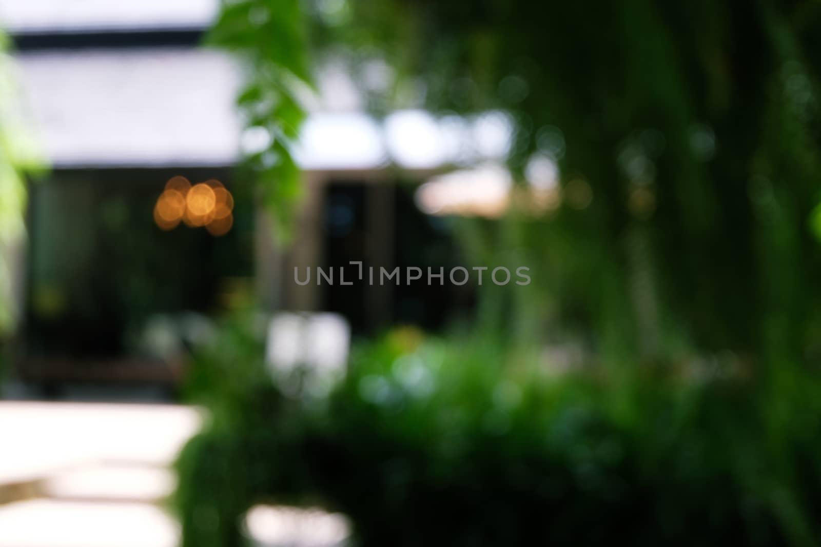 Blurred beautiful nature background blurry of leaf bokeh forest. by peandben