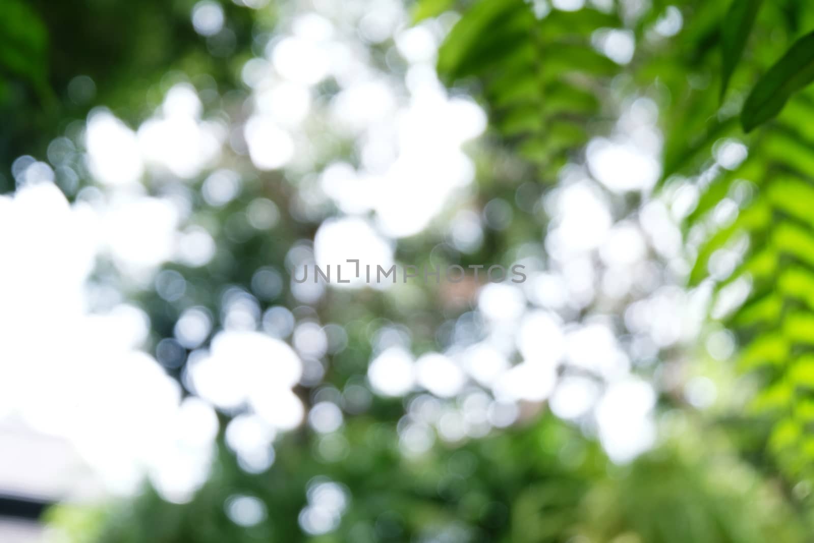 Blurred beautiful nature background blurry of leaf bokeh forest. by peandben