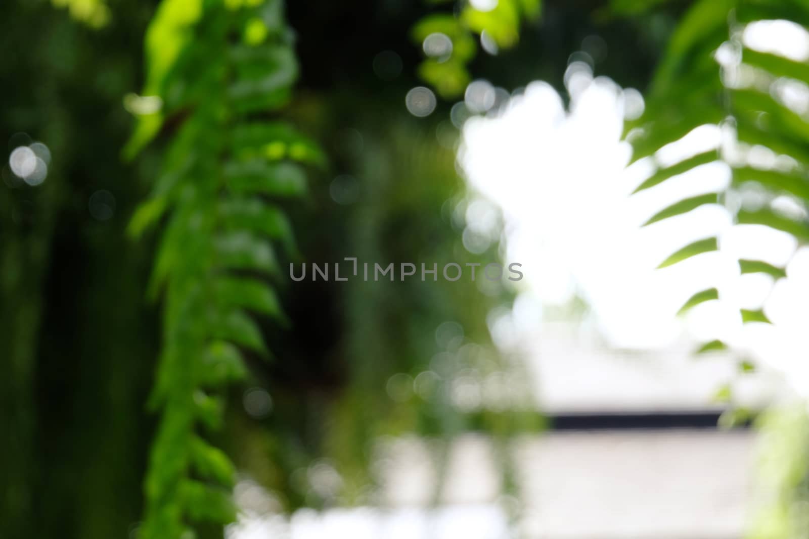 Blurred beautiful nature background blurry of leaf bokeh forest. by peandben