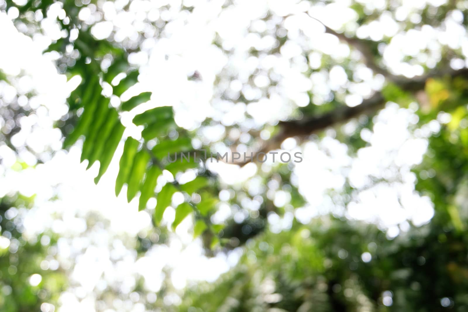 Blurred beautiful nature background blurry of leaf bokeh forest. by peandben