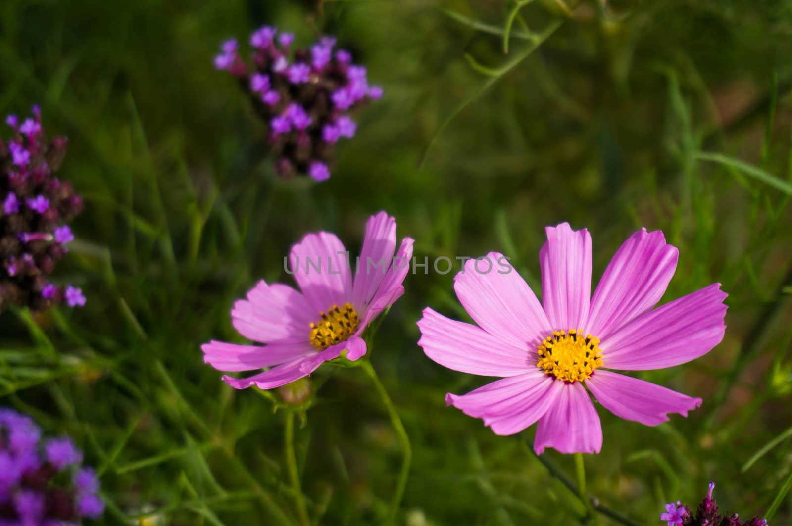 Beautiful nature Pinks flower on blurred background