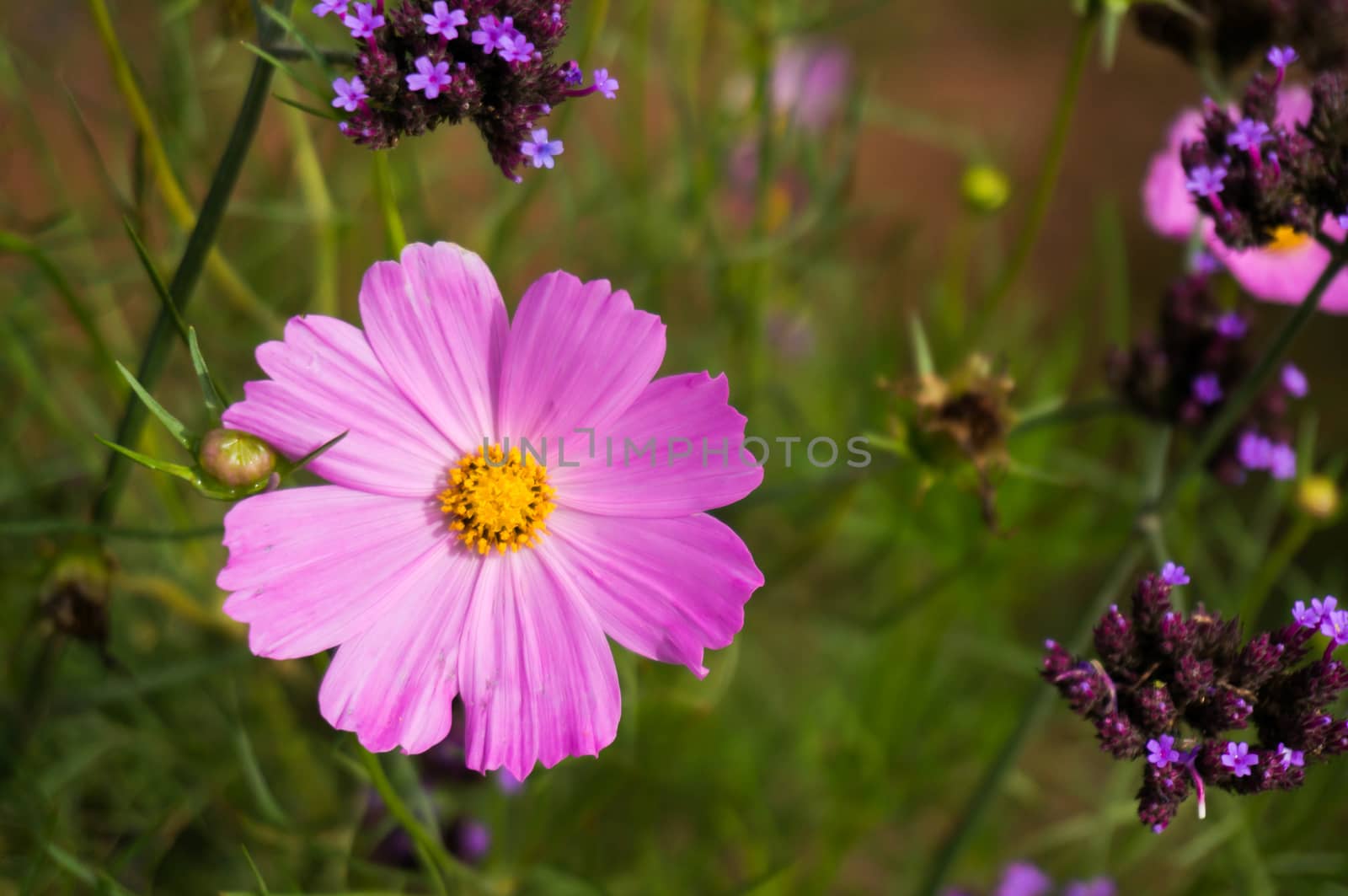 Beautiful nature Pinks flower on blurred background