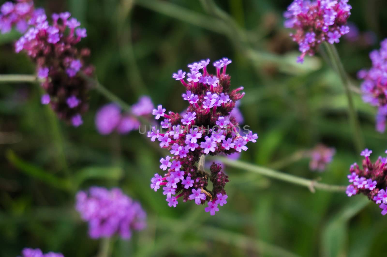 Verbena bush,Verbena hybrida flower on blurred background. by peandben