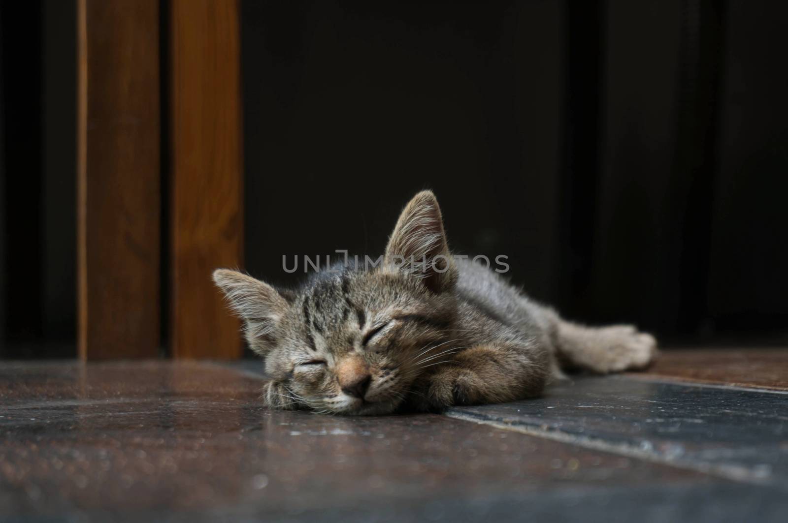 Lazy street little tabby kitten.  Cat  laying on wooden floor with Adorable serious funny face 