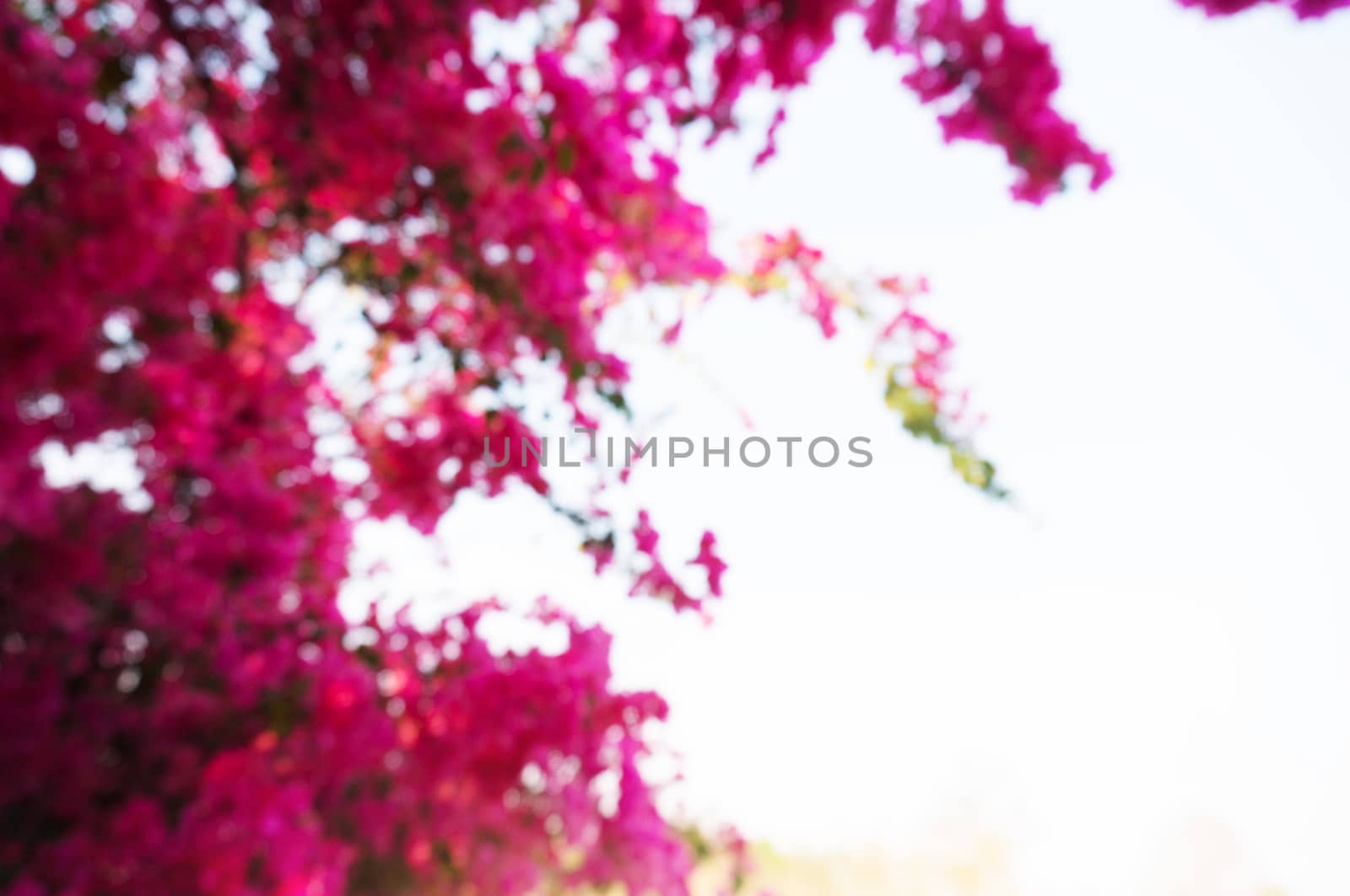 Blurred beautiful nature background blurry of leaf bokeh forest. by peandben