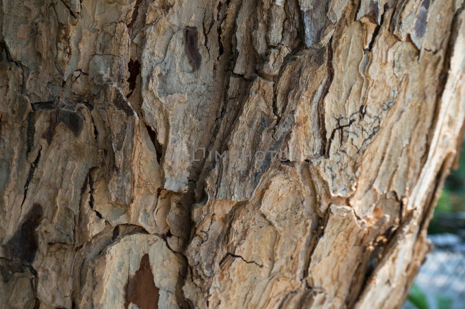 Old natural wooden shabby of tree bark texture use as natural ba by peandben