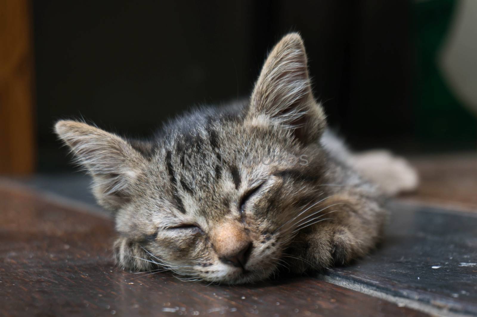 Lazy street little tabby kitten.  Cat  laying on wooden floor with Adorable serious funny face 