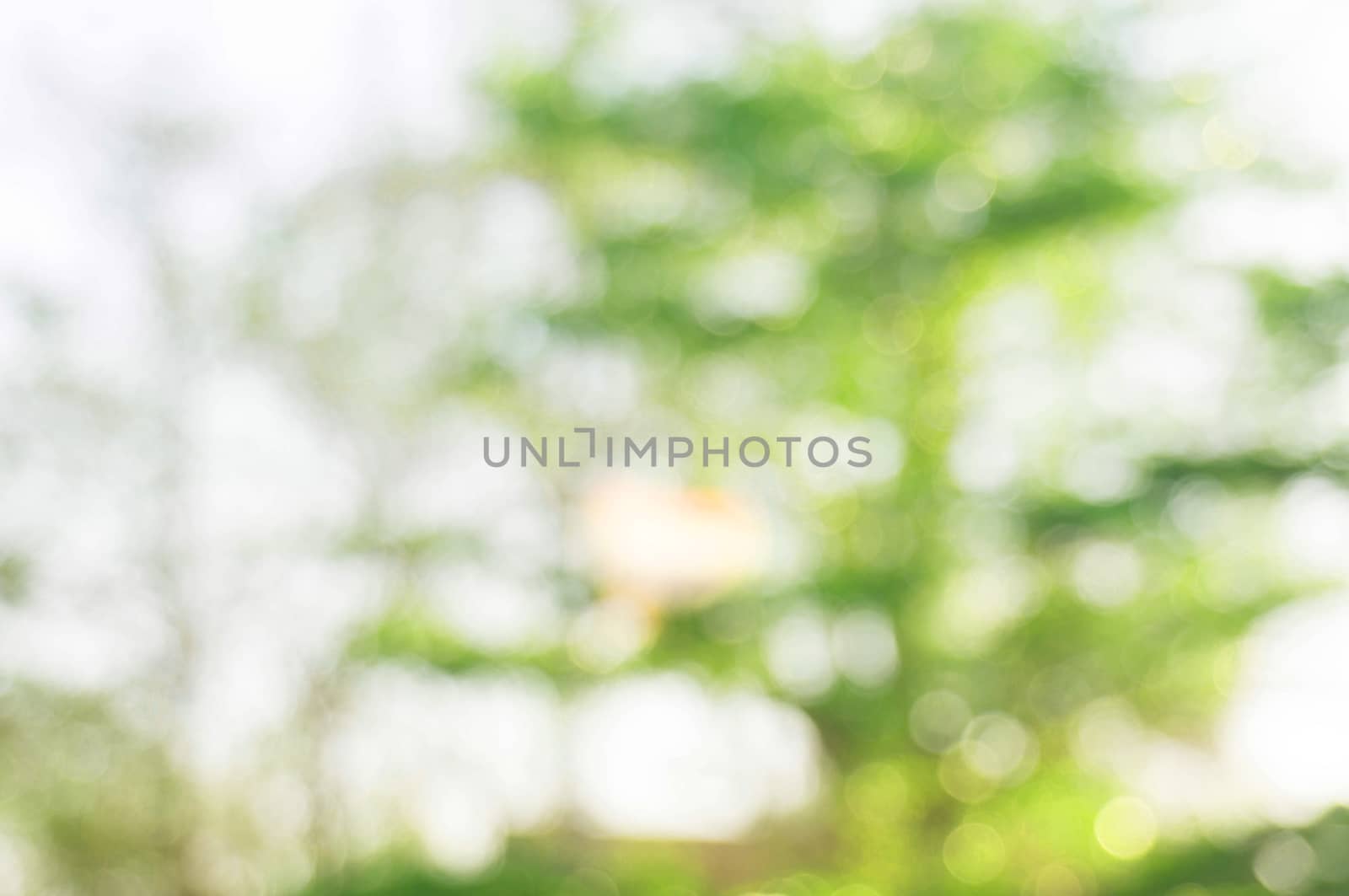 Blurred beautiful nature background blurry of leaf bokeh forest. by peandben