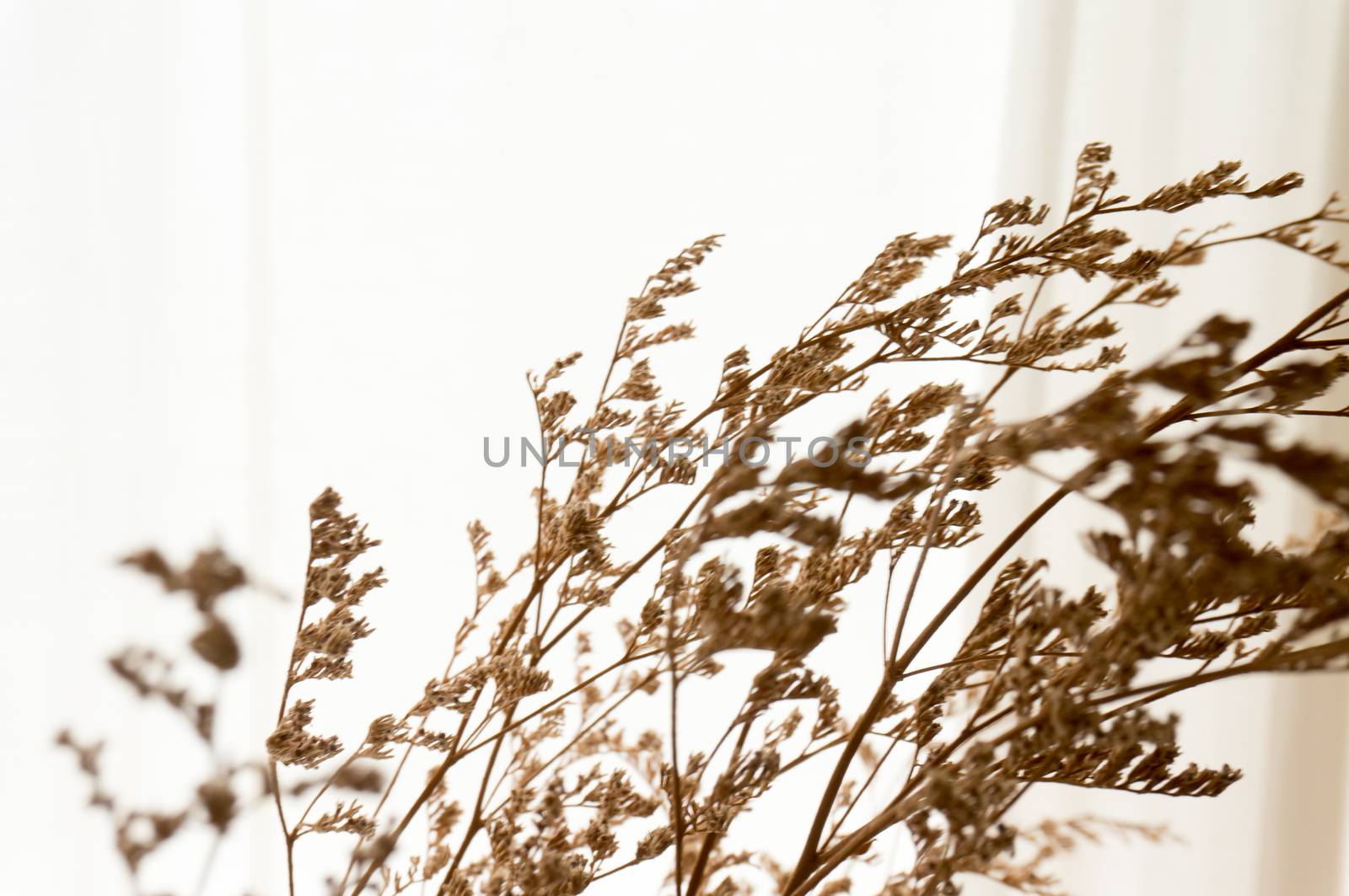  Dry branches with white background. with copy space. by peandben