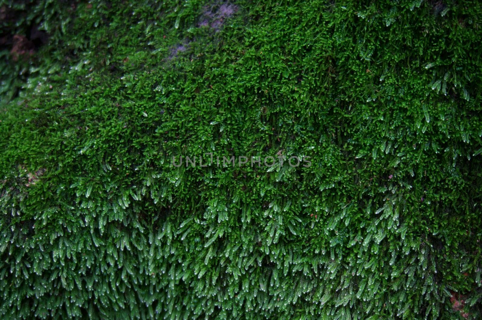 Green moss lichen background texture beautiful in nature with copy space.