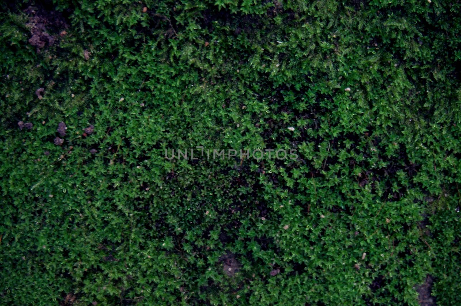 Green moss lichen background texture beautiful in nature with co by peandben