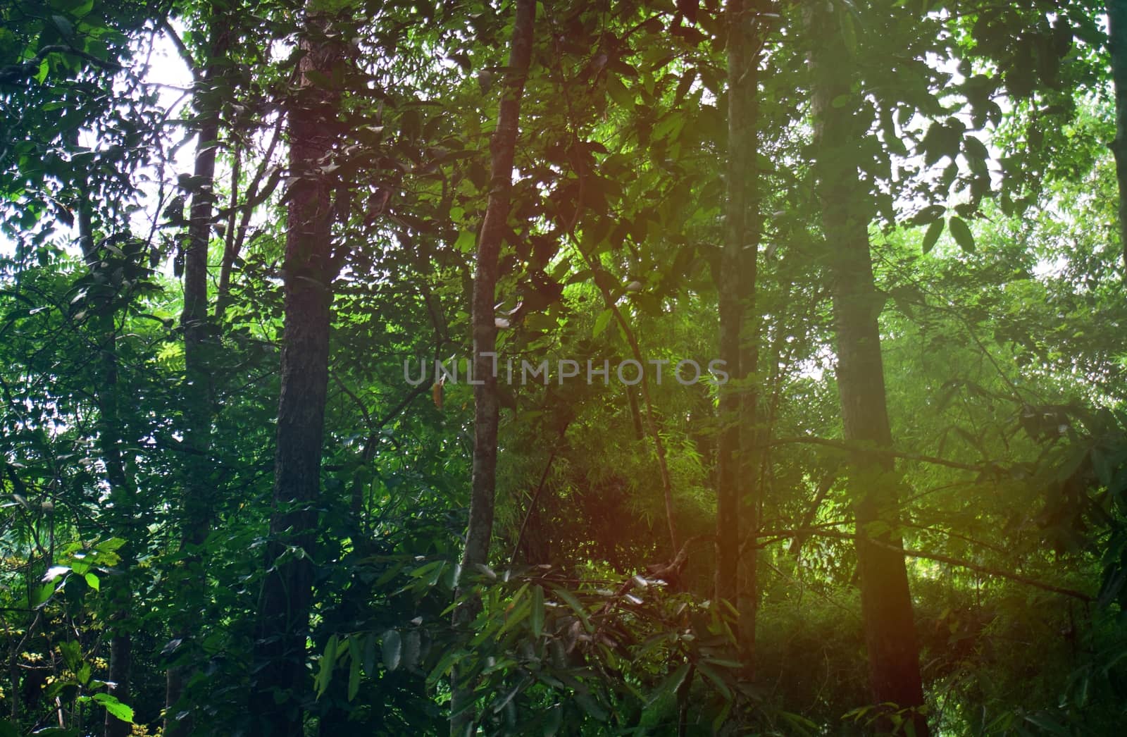 Blurred of beautiful nature Green tree forest background. with c by peandben