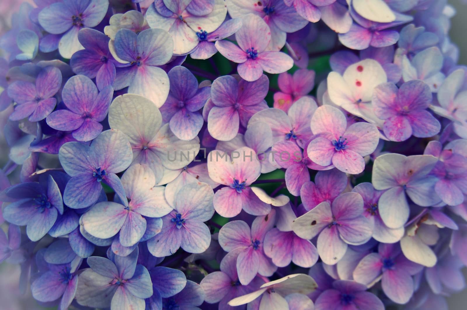 Closeup of Hortensia flower, Hydrangea macrophylla flower backgr by peandben