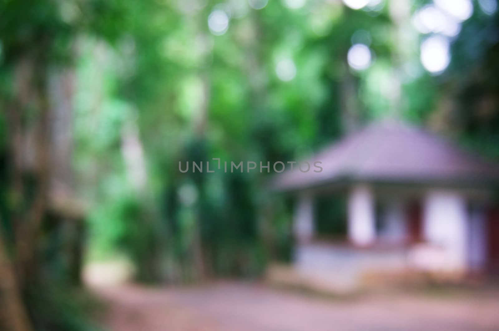 Blurred of beautiful nature Green tree forest background.