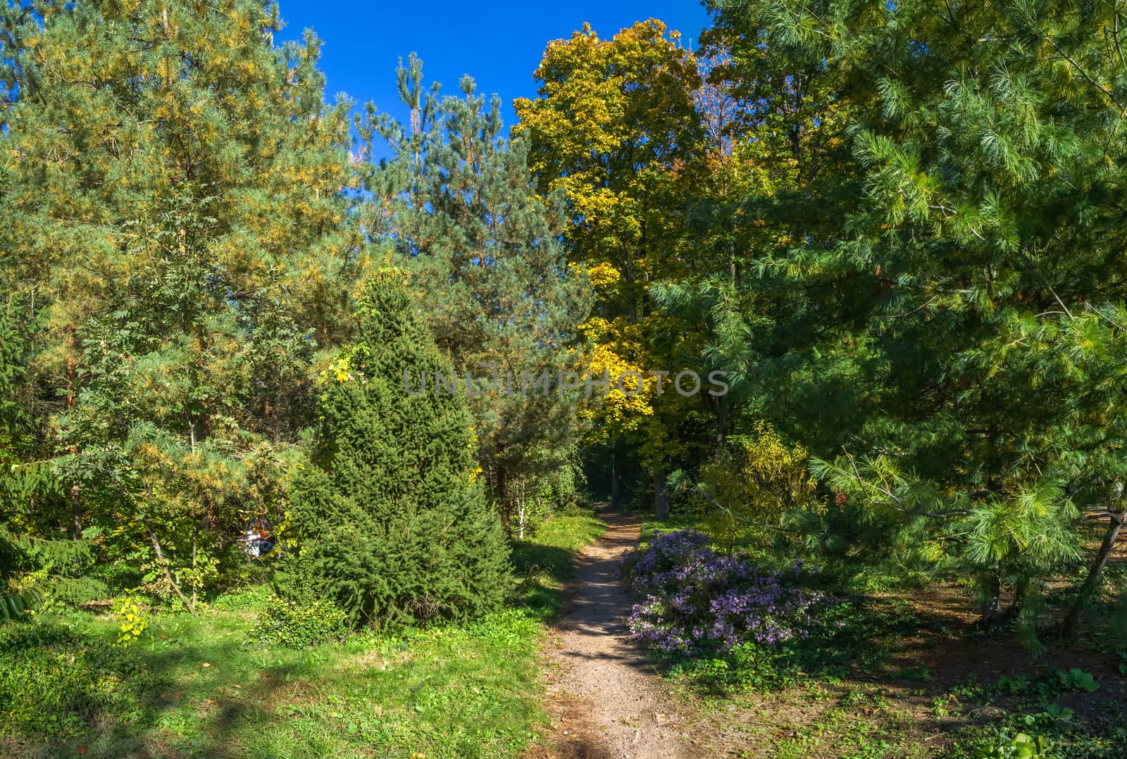 Trees in Sofiyivka Park in Uman, Ukraine by Multipedia