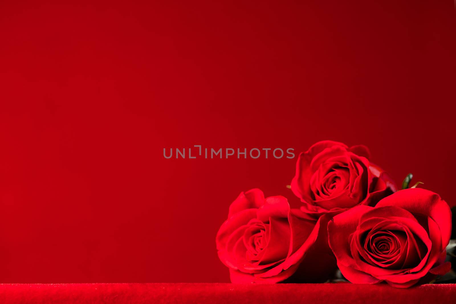 Three Beautiful Red Roses with on red background with copy space