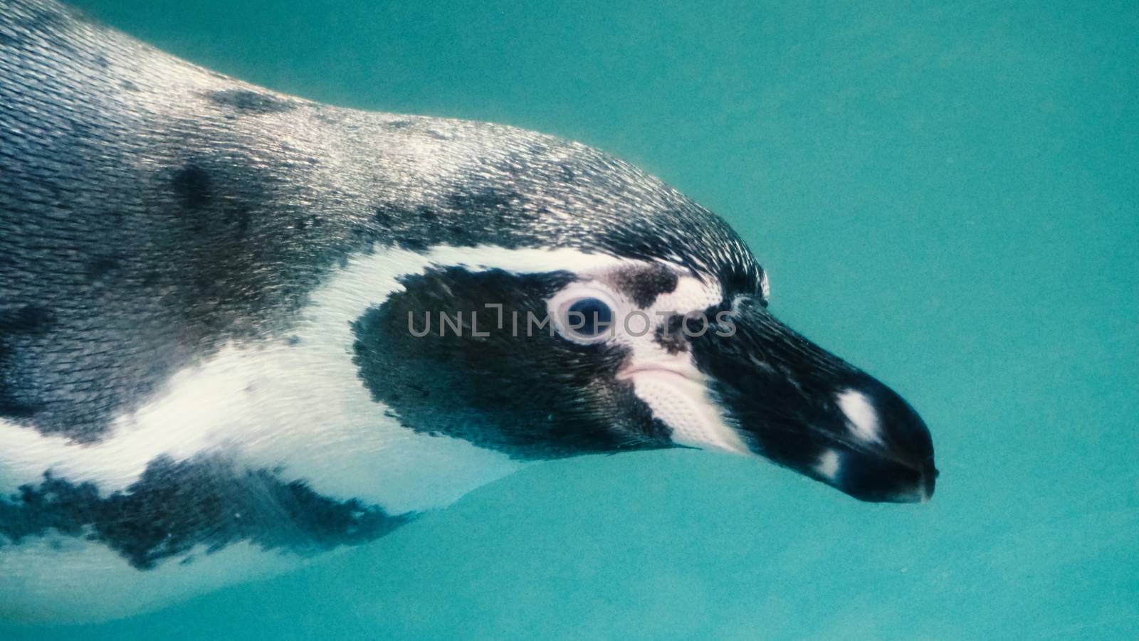 Penguin swimming in the blue water color and they are enjoying and playing with liquid marine splashing and they diving in to underwater with very fast speed and then coming up to surface again.