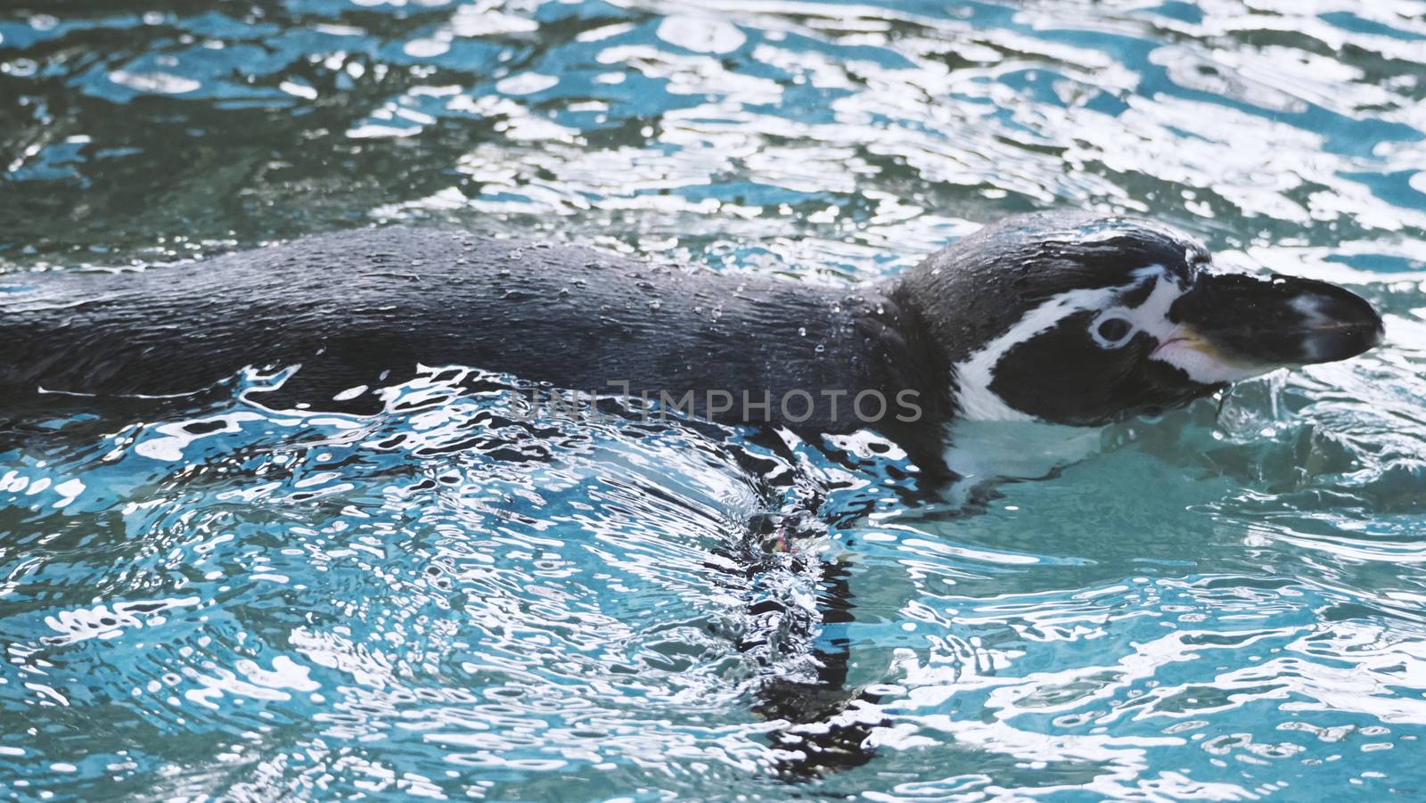 Penguin swimming in the blue water color  by gnepphoto