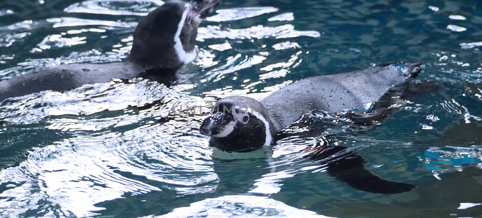 Penguin swimming in the blue water color and they are enjoying and playing with liquid marine splashing and they diving in to underwater with very fast speed and then coming up to surface again.