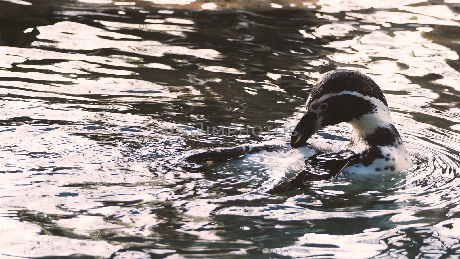 Penguin swimming in the blue water color and they are enjoying and playing with liquid marine splashing and they diving in to underwater with very fast speed and then coming up to surface again.