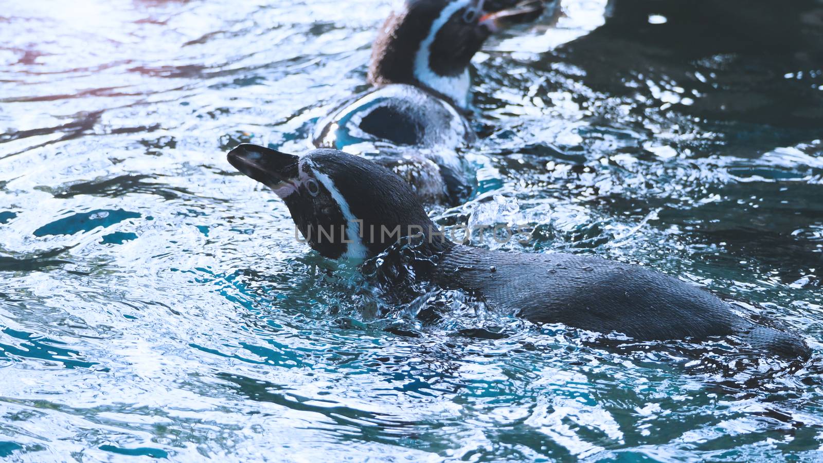 Penguin swimming in the blue water color and they are enjoying and playing with liquid marine splashing and they diving in to underwater with very fast speed and then coming up to surface again.