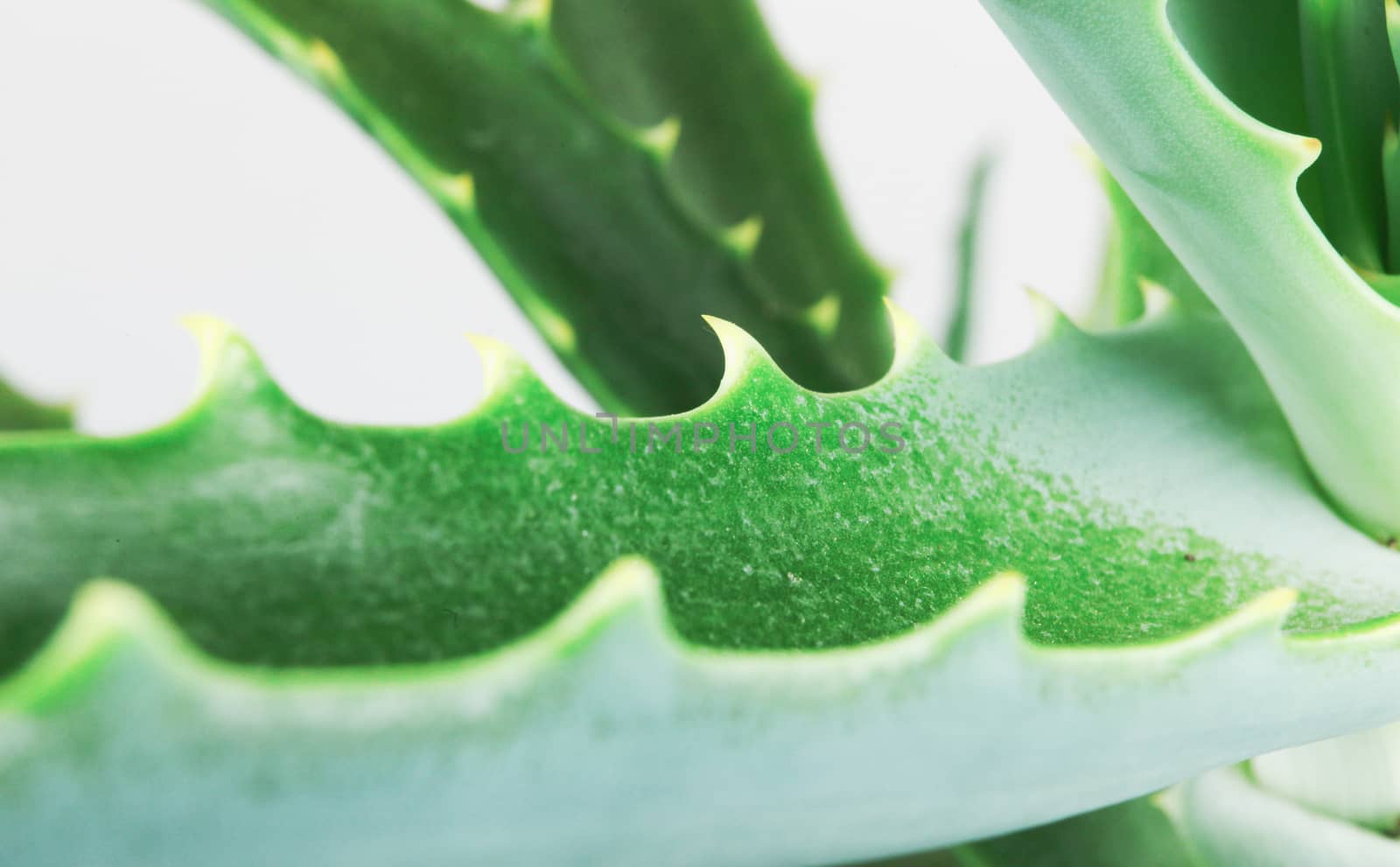 Close-Up Of Aloe Vera Slice On White Background