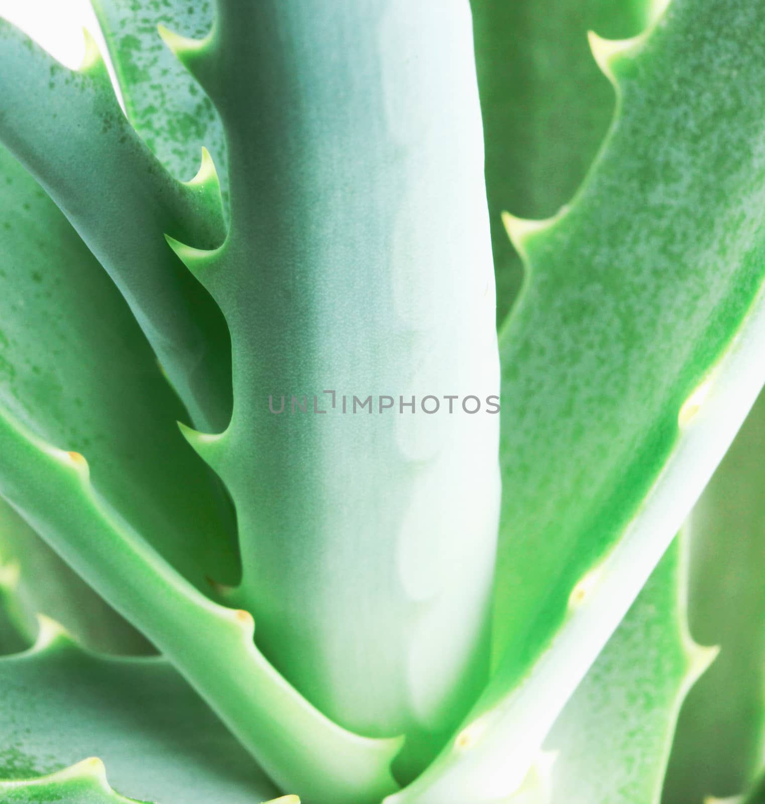 Close-Up Of Aloe Vera Slice On White Background by nenovbrothers