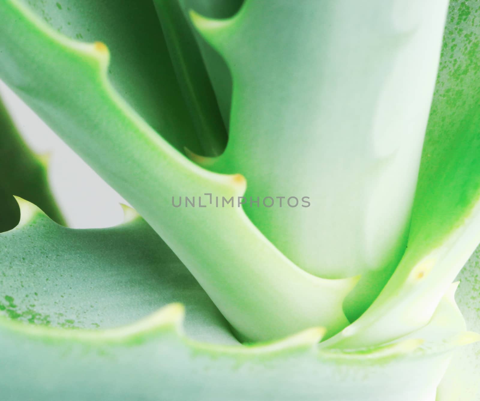 Close-Up Of Aloe Vera Slice On White Background