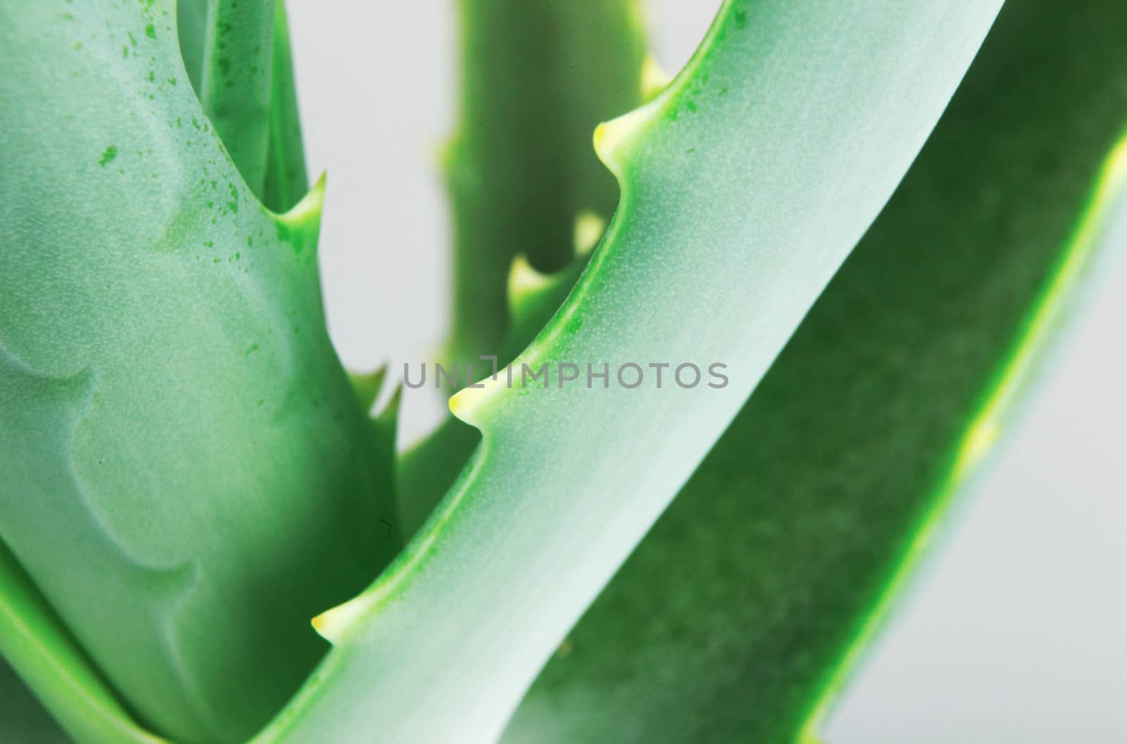 Close-Up Of Aloe Vera Slice On White Background