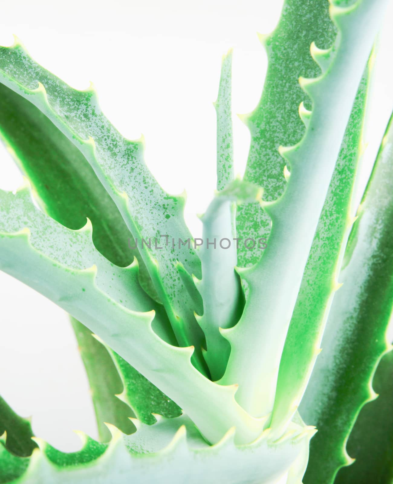 Close-Up Of Aloe Vera Slice On White Background by nenovbrothers