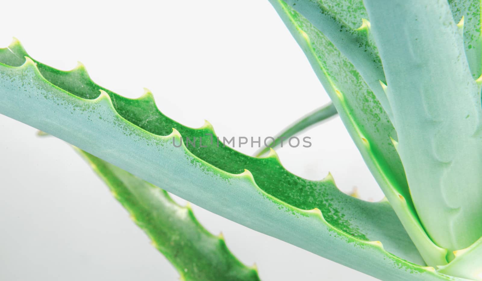 Close-Up Of Aloe Vera Slice On White Background