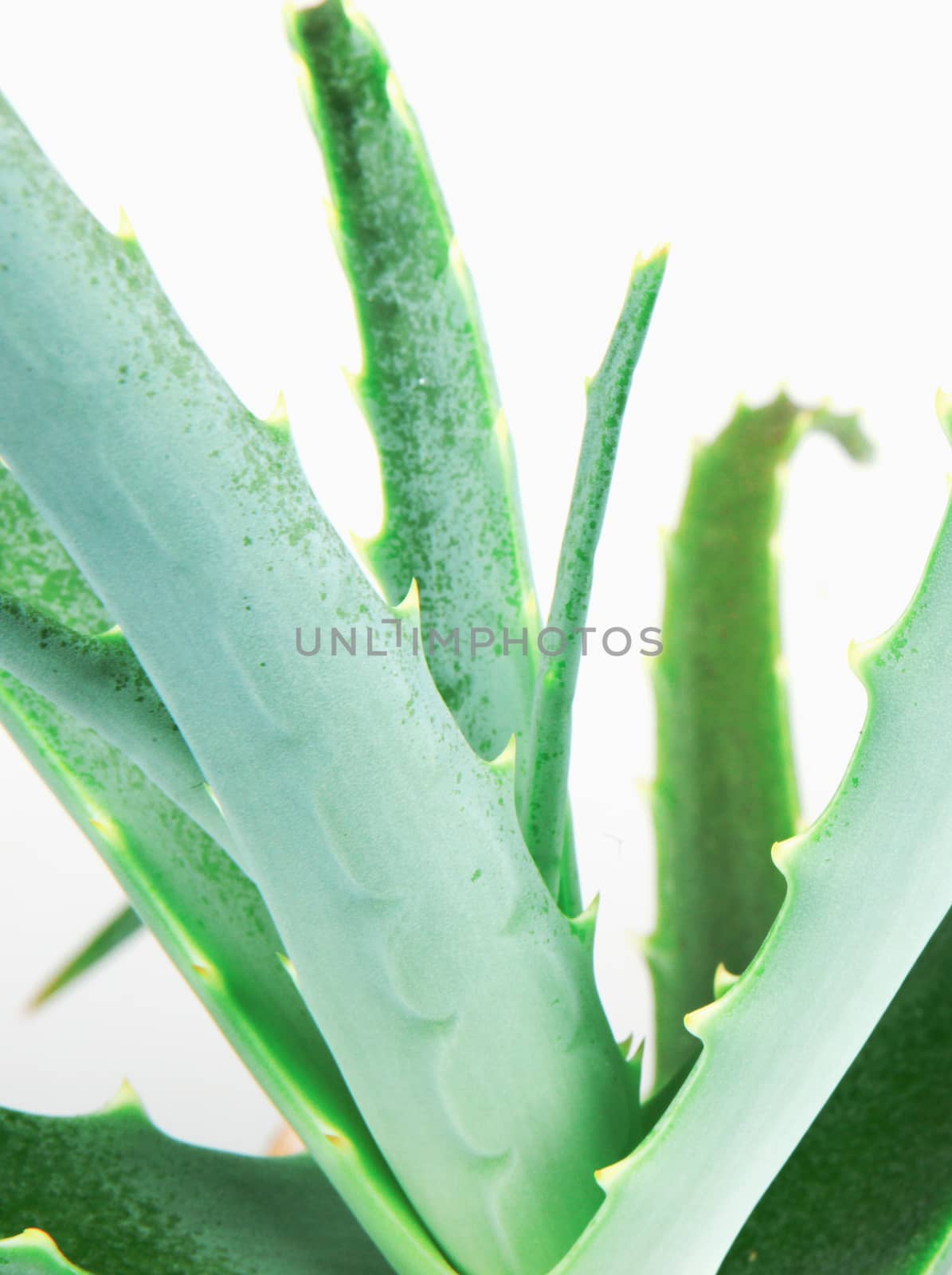 Close-Up Of Aloe Vera Slice On White Background