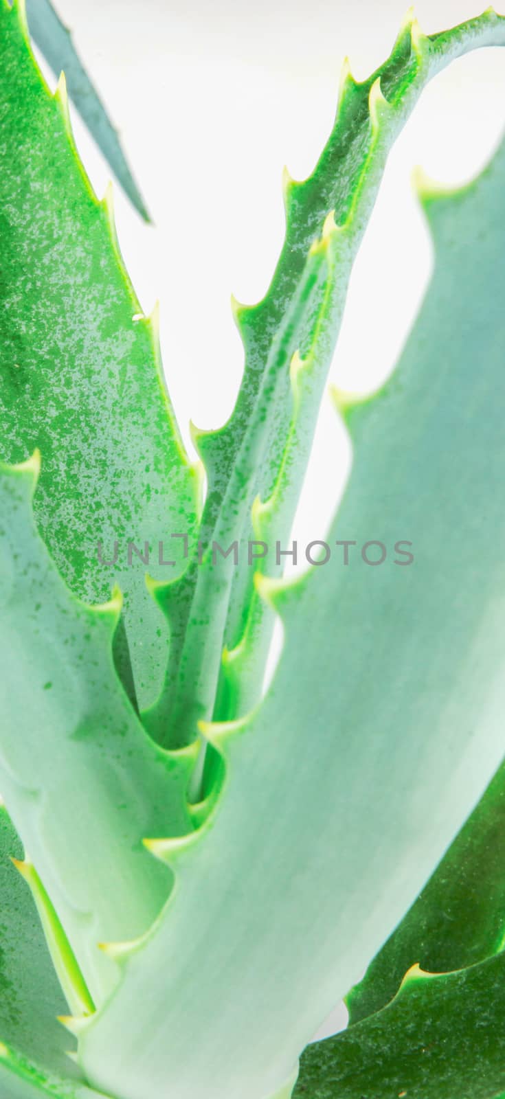 Close-Up Of Aloe Vera Slice On White Background by nenovbrothers