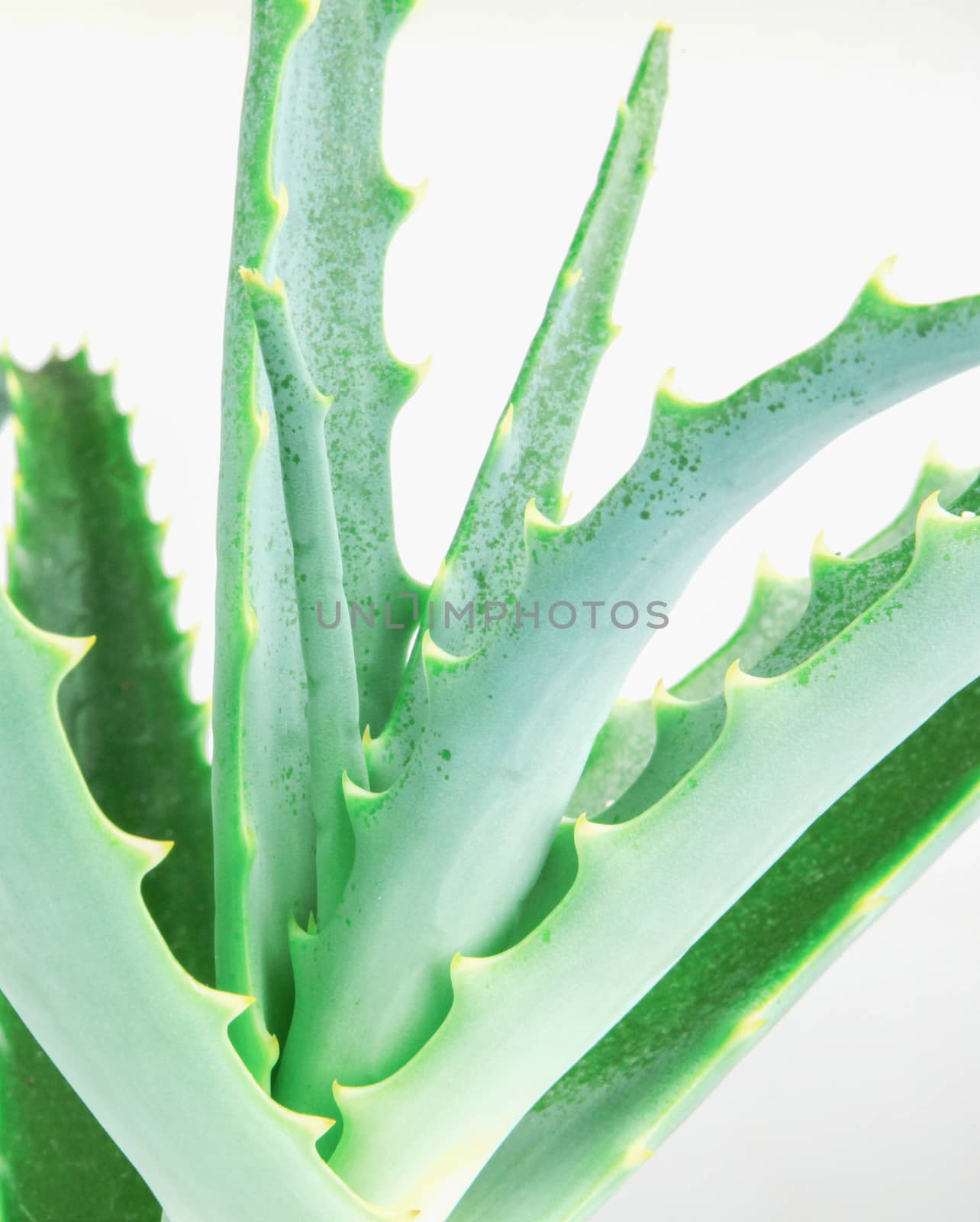 Close-Up Of Aloe Vera Slice On White Background