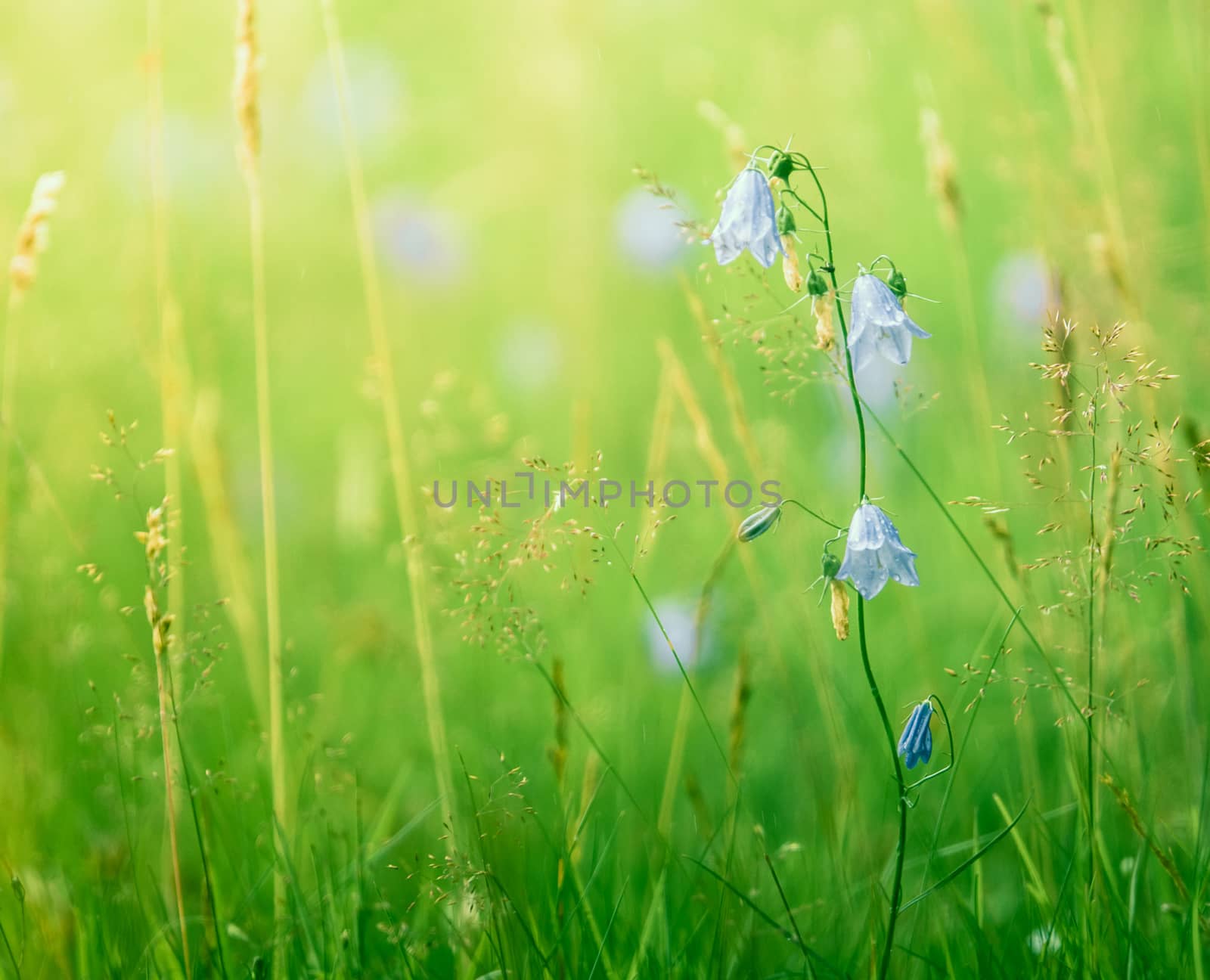 Retro Style Background Of Summer Flowers (Bluebells/Harebells) In Long Meadow Grass